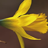 Sierra de Cazorla - Narcissus Longispathus