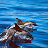 Fuerteventura - Delfín moteado atlantico