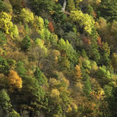 Valle de Laciana - Colorido otoñal en los bosques de El Villar de Santiago