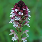 Ordesa-Viñamala - Orquídea de Buxargüelo