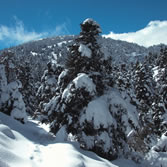 Sierra de las Nieves - Pinsapares cubiertos de nieve